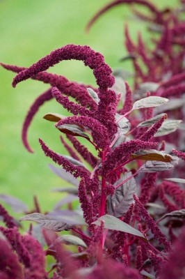 Amaranthus Tricolor Red Army. Photo: copyright Jonathan Buckley